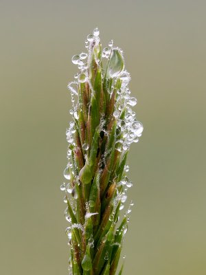Grass with Raindrops