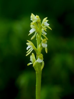 Early Coralroot Orchid