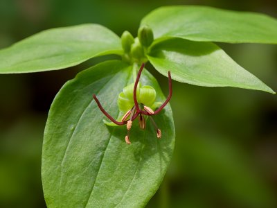 Indian Cucumber Root