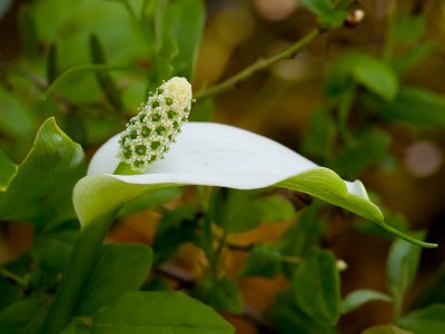 Calla Lily