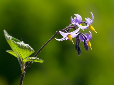 Bittersweet Nightshade