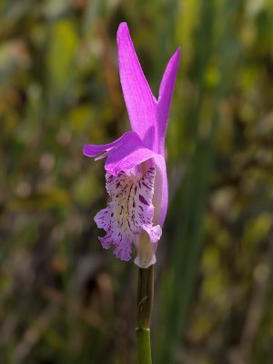 Arethusa Orchid