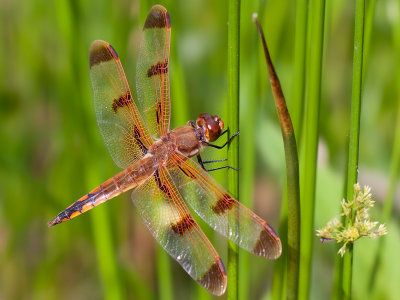 Painted Skimmer Dragonfly