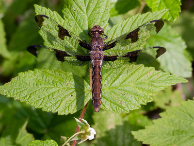 Common Whitetail Dragonfly