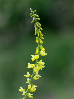 Yellow Sweet Clover