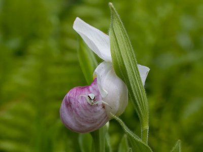 Spider on Showy Ladys Slipper Orchid