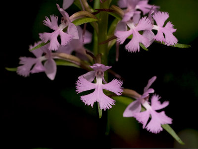 Small Purple Fringed Orchid