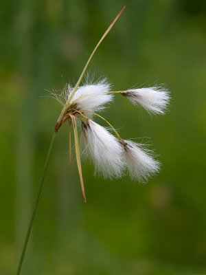Cotton-grass