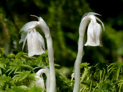 Indian Pipe