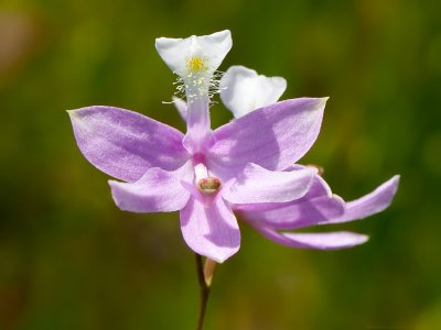 Grass Pink Orchid