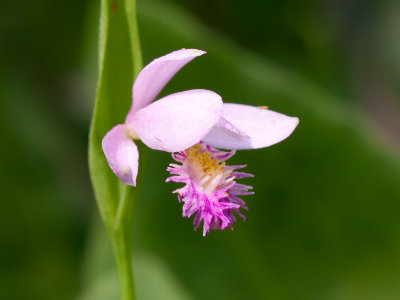 Rose Pogonia Orchid