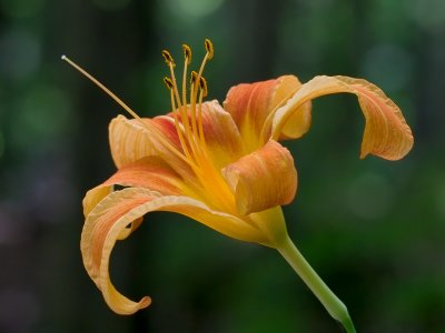 Daylily