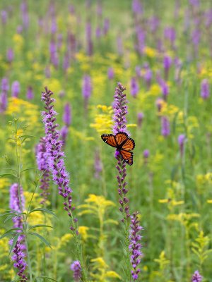 Viceroy on Blazing Star