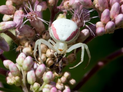 Goldenrod Crab Spider on Joe-Pye Weed