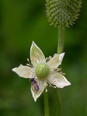 Thimbleweed