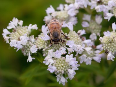 Mountain Mint