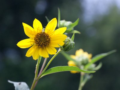 Giant Sunflower