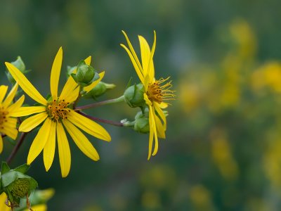 Whorled Rosinweed