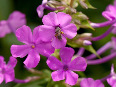 Wild Sweet William