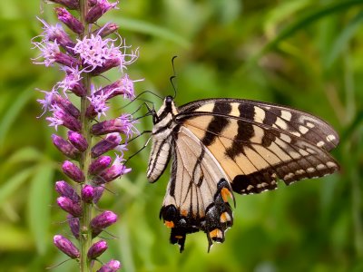 Tiger Swallowtail Butterfly on Blazing Star