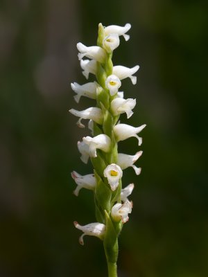 Hooded Ladies-tresses Orchid