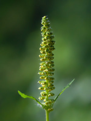 Giant Ragweed