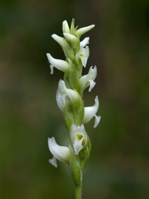 Hooded Ladies-tresses Orchid