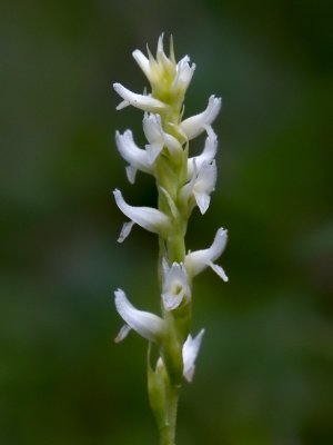 Hooded Ladies-tresses Orchid