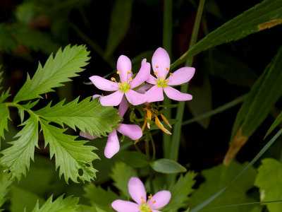 Rose Gentian