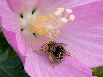 Bumblebee on Rose Mallow