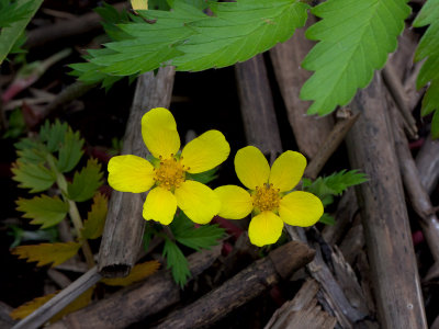 Silverweed