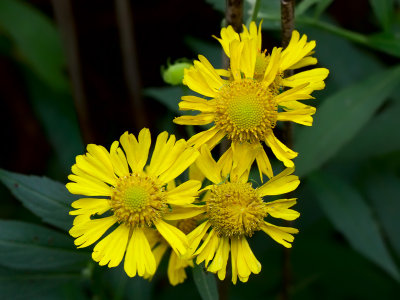 Sneezeweed