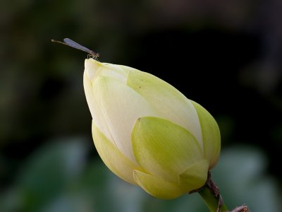 Damselfly on American Lotus Bud