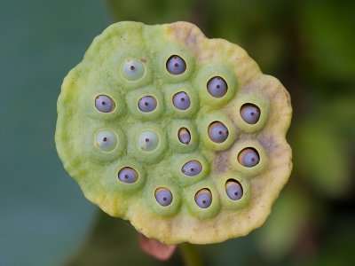 American Lotus Seeds