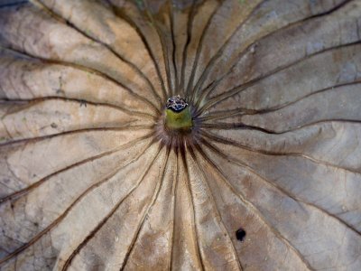 Lotus Leaf Floating on Water