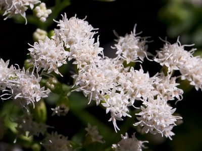 White Snakeroot