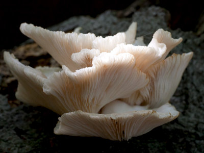Summer Oyster Mushroom