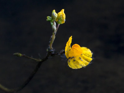 Bladderwort