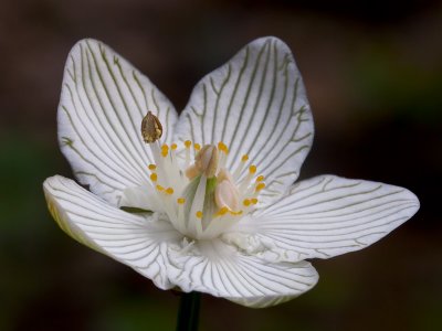 Grass of Parnassus