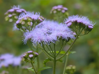 Mistflower