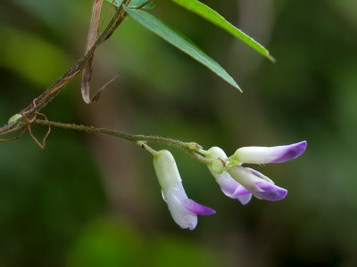 Hog Peanut