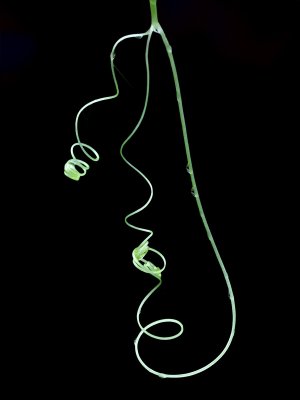 Wild Cucumber Vine Tendril