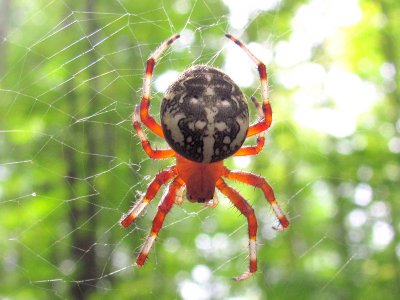 Marbled Spider