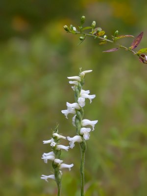 Nodding Ladies'-tresses Orchid