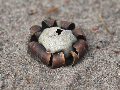 Earth Star Fungus