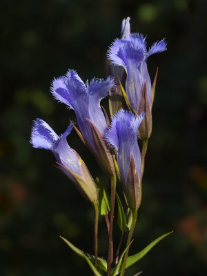 Fringed Gentian