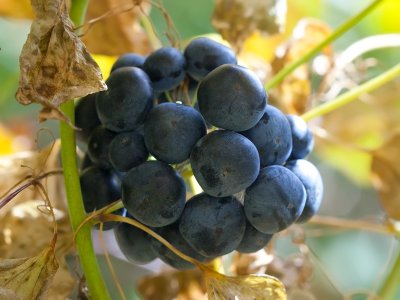 Carrion Flower Berries