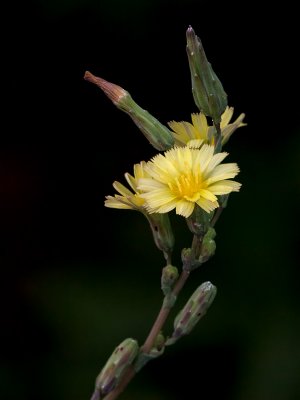 Prickly Lettuce