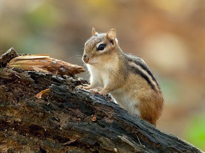 Chipmunk