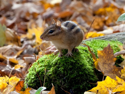 Chipmunk